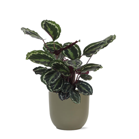 Combi deal - Calathea Medaillon