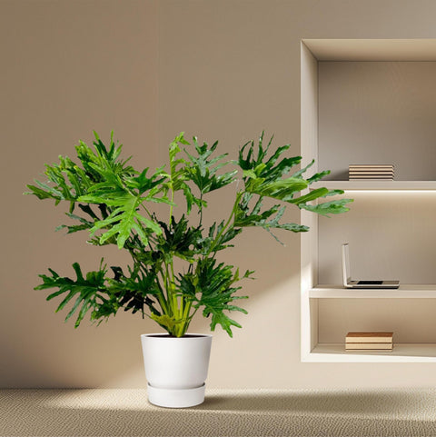 Philodendron Selloum - 150 cm - Ø30