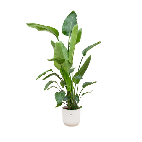 Combi deal - Strelitzia Nicolai XXL including luxury pot