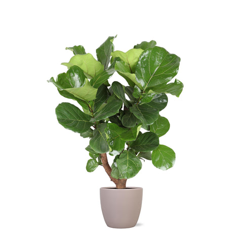 Combi deal - Ficus Lyrata (vertakt)