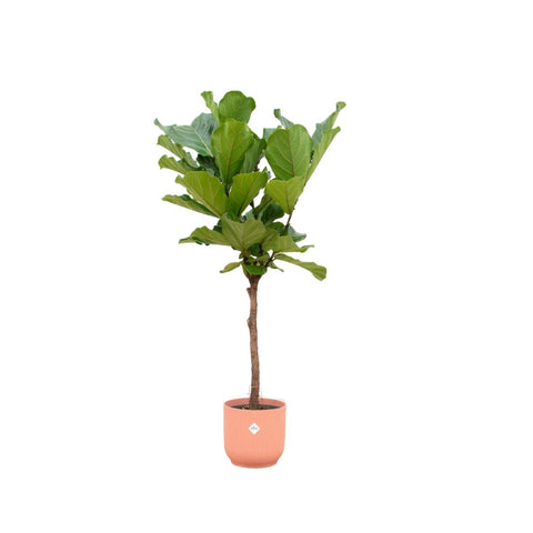 Combi deal - Ficus Lyrata stam