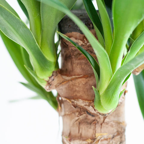 Combi deal - Dracaena Janet Lindt