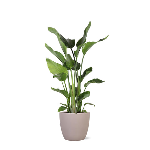 Combi deal - Strelitzia Nicolai