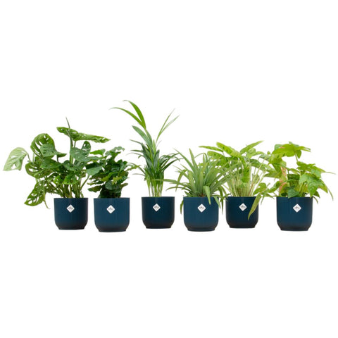 Verrassingsbox - 6 planten inclusief luxe pot Ø14