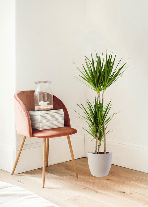 Combi deal - Dracaena Marginata