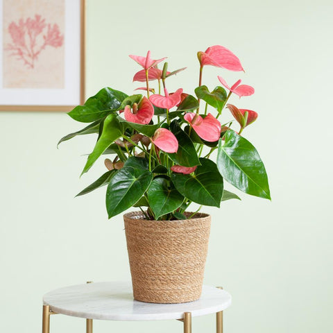 Combi deal - Anthurium Pink explosion