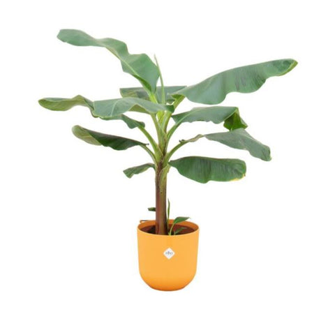 Combi deal - Bananenplant (Musa)