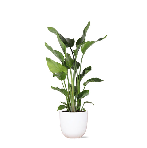 Combi deal - Strelitzia Nicolai