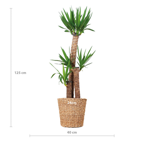 Combi deal - Yucca XL