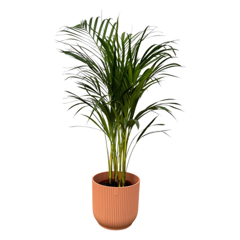 Combi deal - Areca palm (L)