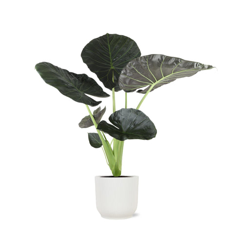 Combi deal - Alocasia Regal Shield