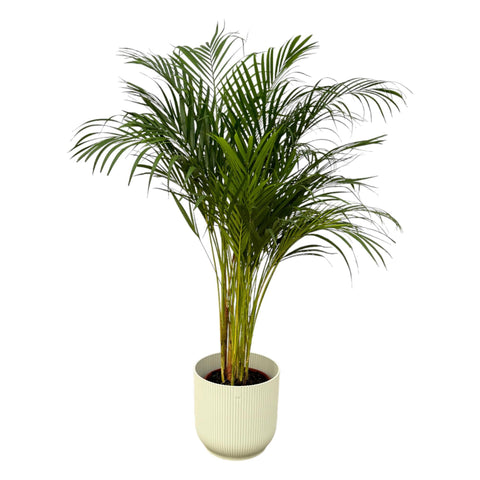 Combi deal - Areca palm (L)