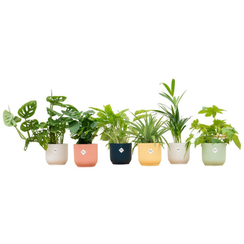 Verrassingsbox - 6 planten inclusief luxe pot Ø14