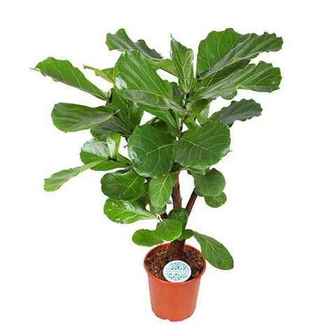 Ficus Lyrata (vertakt) - Ø24cm - ↕110cm