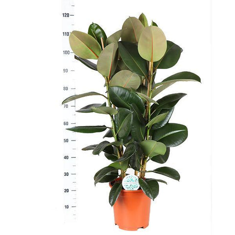 Ficus Elastica Robusta Ø27cm - ↕115cm