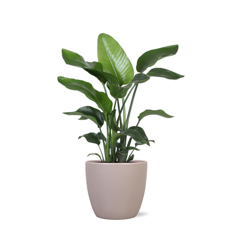 Combi deal - Strelitzia Nicolai