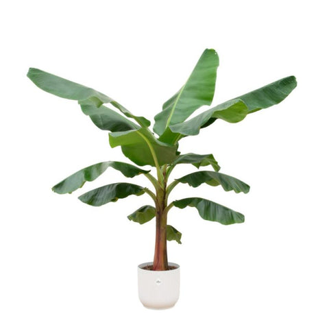 Combi deal - Bananenplant (Musa)