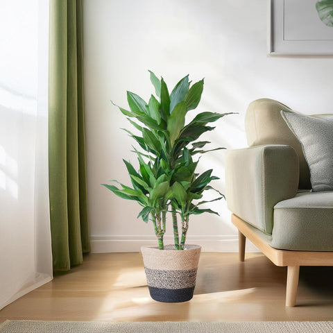 Combi deal - Dracaena Janet Lindt