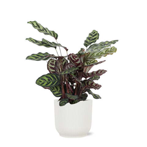 Combi deal - Calathea Makoyana