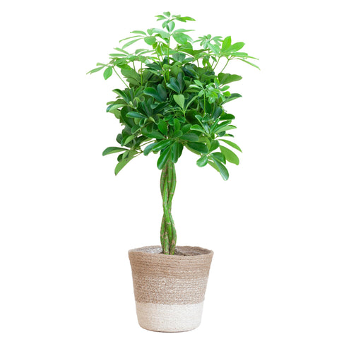 Combi deal - Schefflera Arab Nora