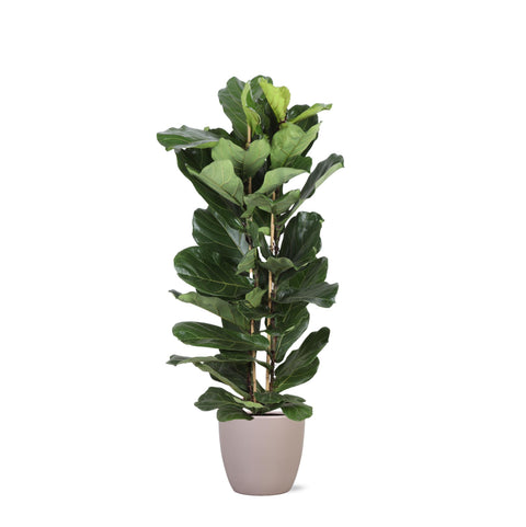 Combi deal - Ficus Lyrata