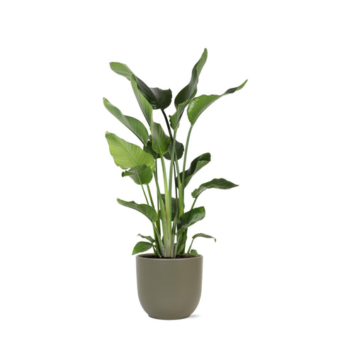 Combi deal - Strelitzia Nicolai