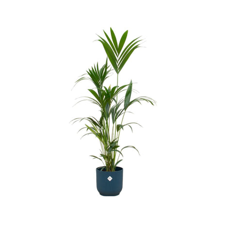 Combi deal - Kentia palm XXL