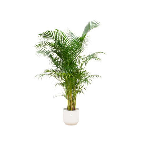 Combi deal - Areca palm (XL)