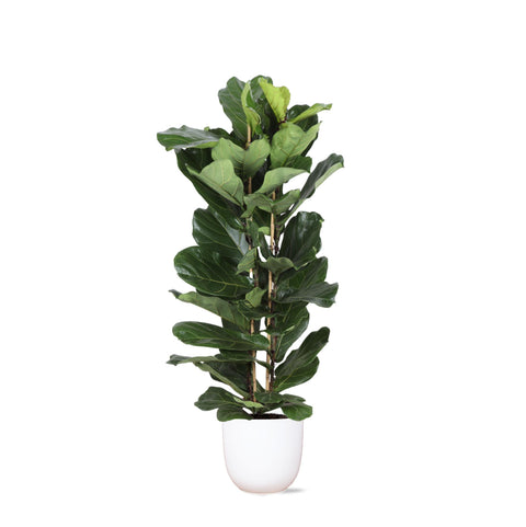 Combi deal - Ficus Lyrata