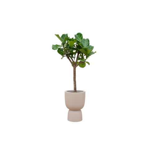 Combi deal - Ficus Lyrata boom