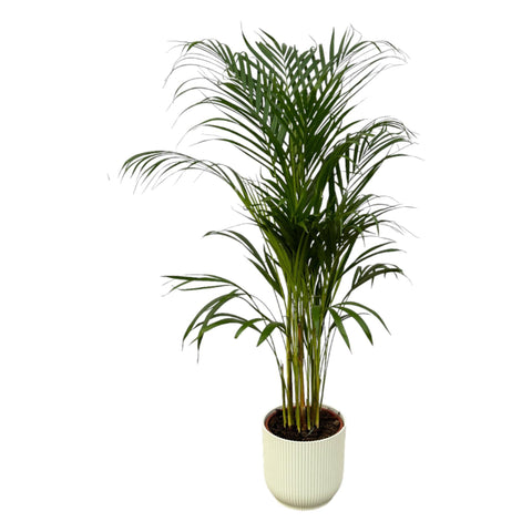 Combi deal - Areca palm (L)