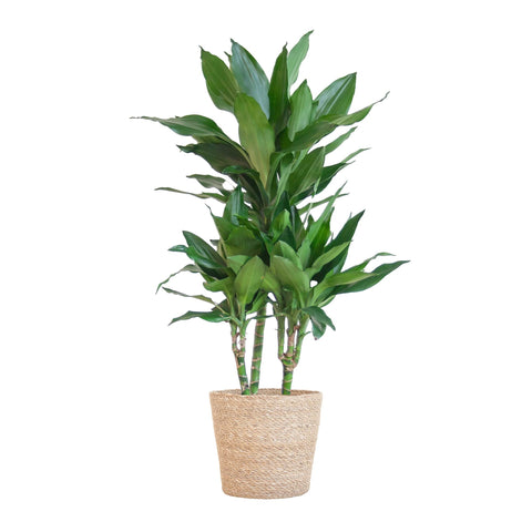 Combi deal - Dracaena Janet Lindt