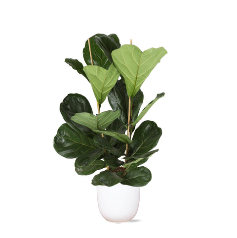 Combi deal - Ficus Lyrata