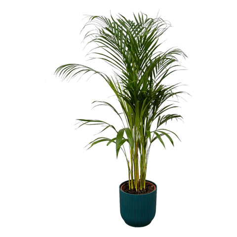 Combi deal - Areca palm (L)