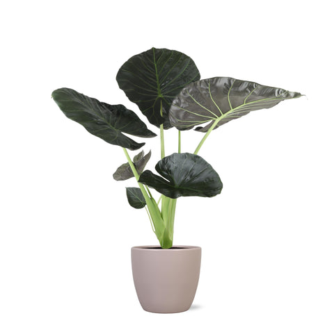 Combi deal - Alocasia Regal Shield