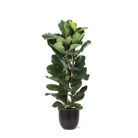 Combi deal - Ficus Lyrata