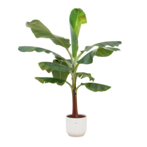 Combi deal - Bananenplant (Musa)