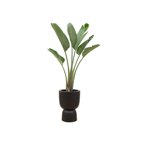 Combi deal - Strelitzia Augusta XXL