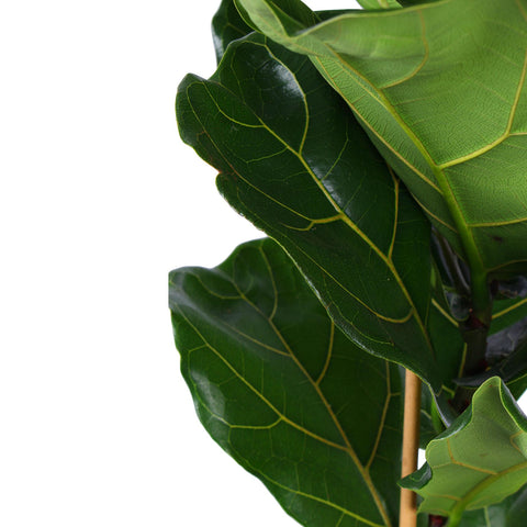 Combi deal - Ficus Lyrata