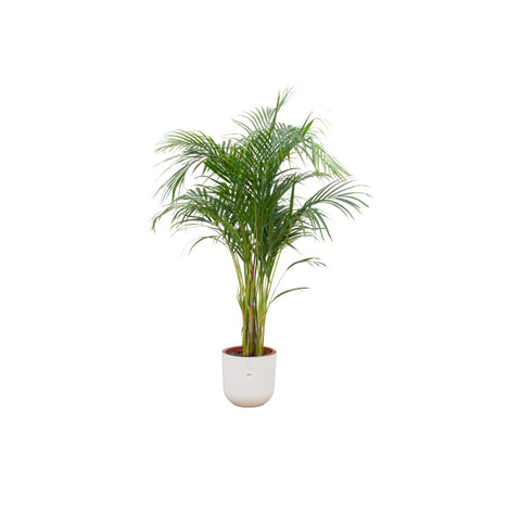 Combi deal - Areca palm (XL)