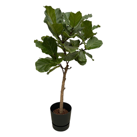 Combi deal - Ficus Lyrata stam