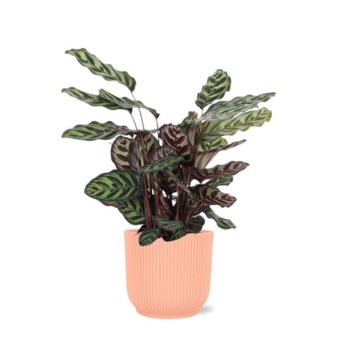 Combi deal - Calathea Makoyana