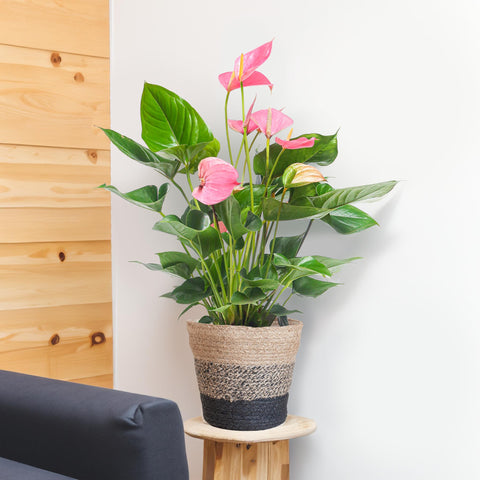 Combi deal - Anthurium Pink explosion