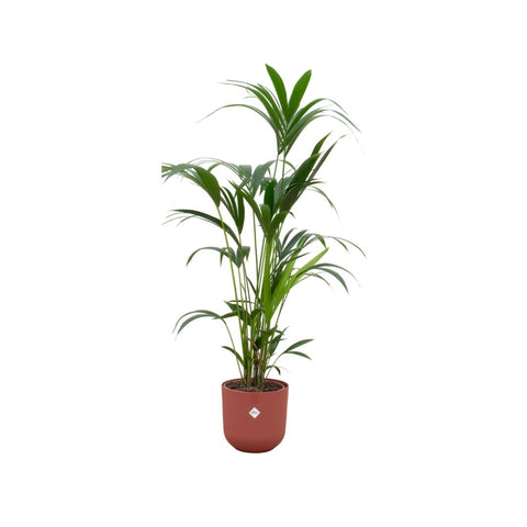 Combi deal - Kentia palm XXL