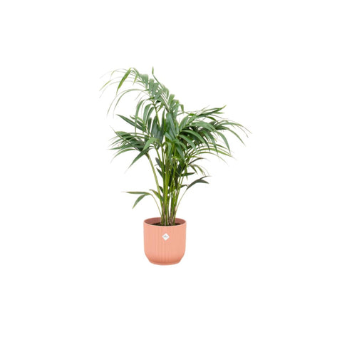 Combi deal - Kentia palm XXL