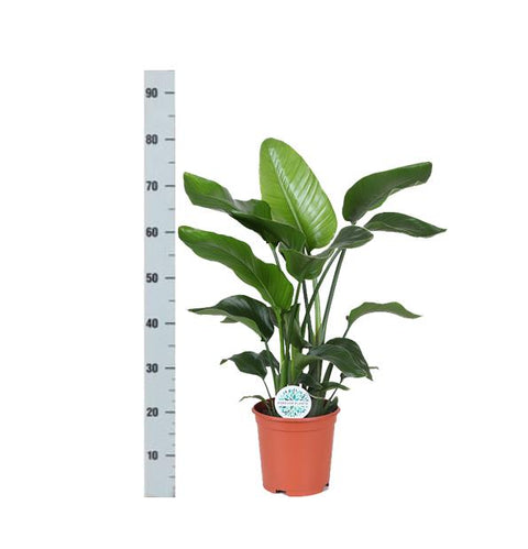 Combi deal - Strelitzia Nicolai including luxury pot