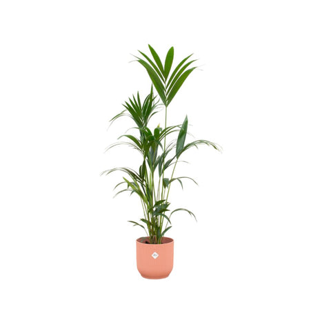 Combi deal - Kentia palm XXL