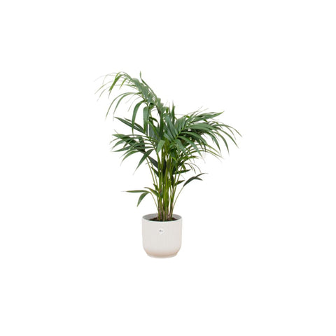 Combi deal - Kentia palm XXL