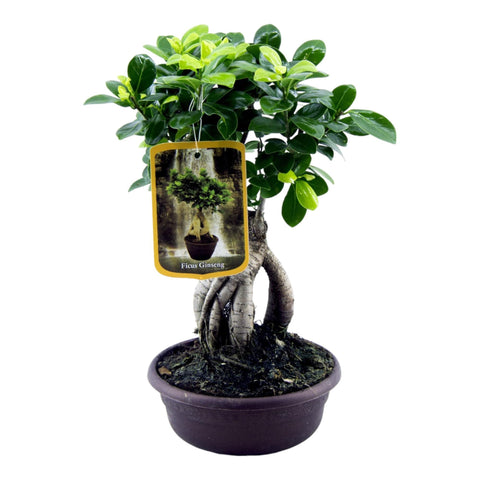 Ficus Microcarpa Ginseng