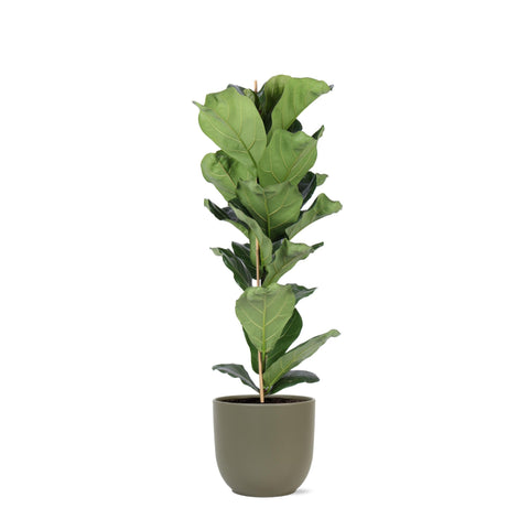 Combi deal - Ficus Lyrata